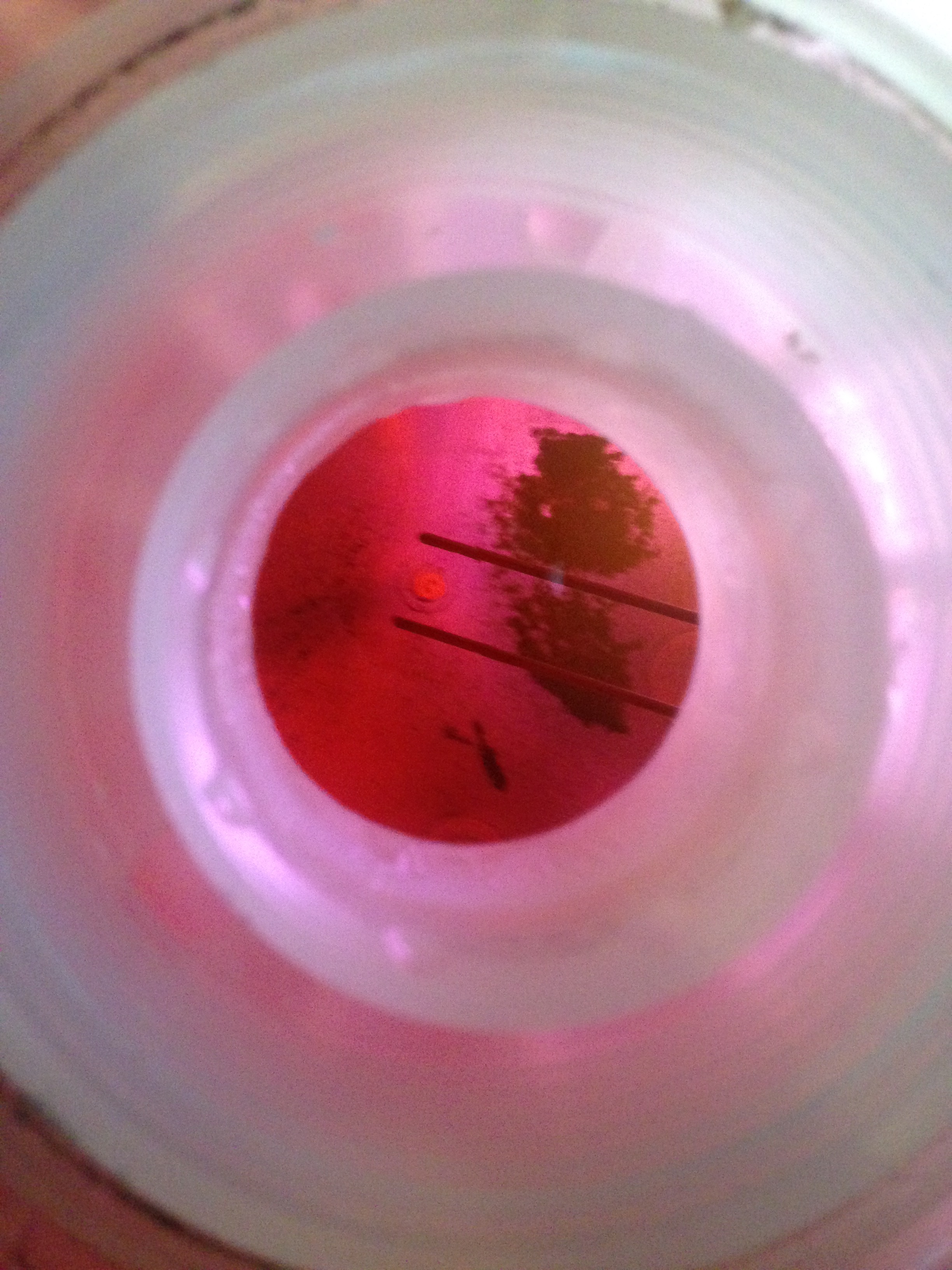 2014 35K Miles Black "dirt" in coolant reservoir VW Vortex